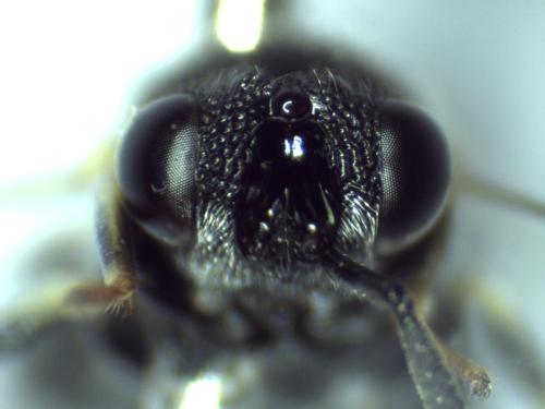 Brachymeria sp.